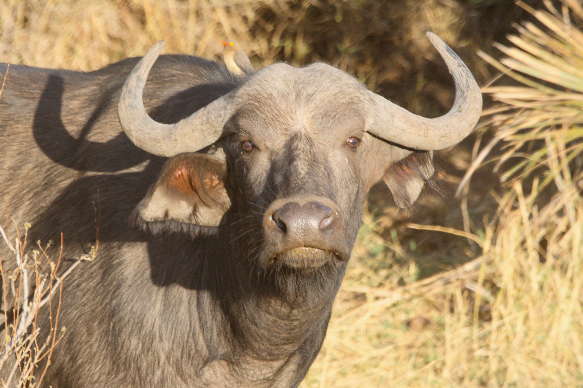 Buffalo in Samburu, Kenya
