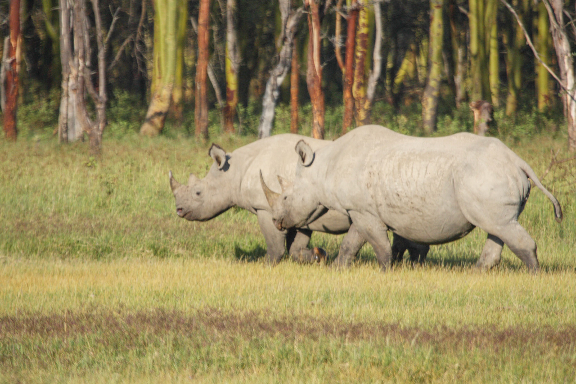 Black Rhino in Lake Nakuru National Park, Kenya