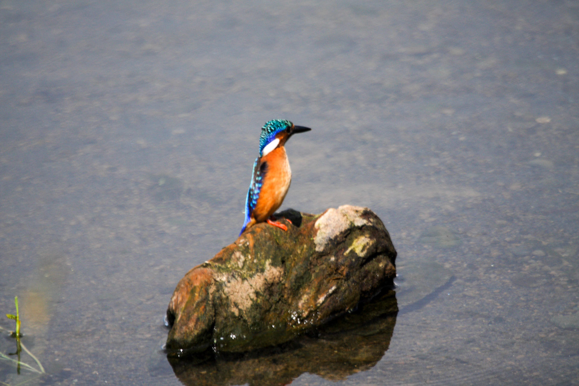 Kingfisher in Lake Nakuru National Park, Kenya