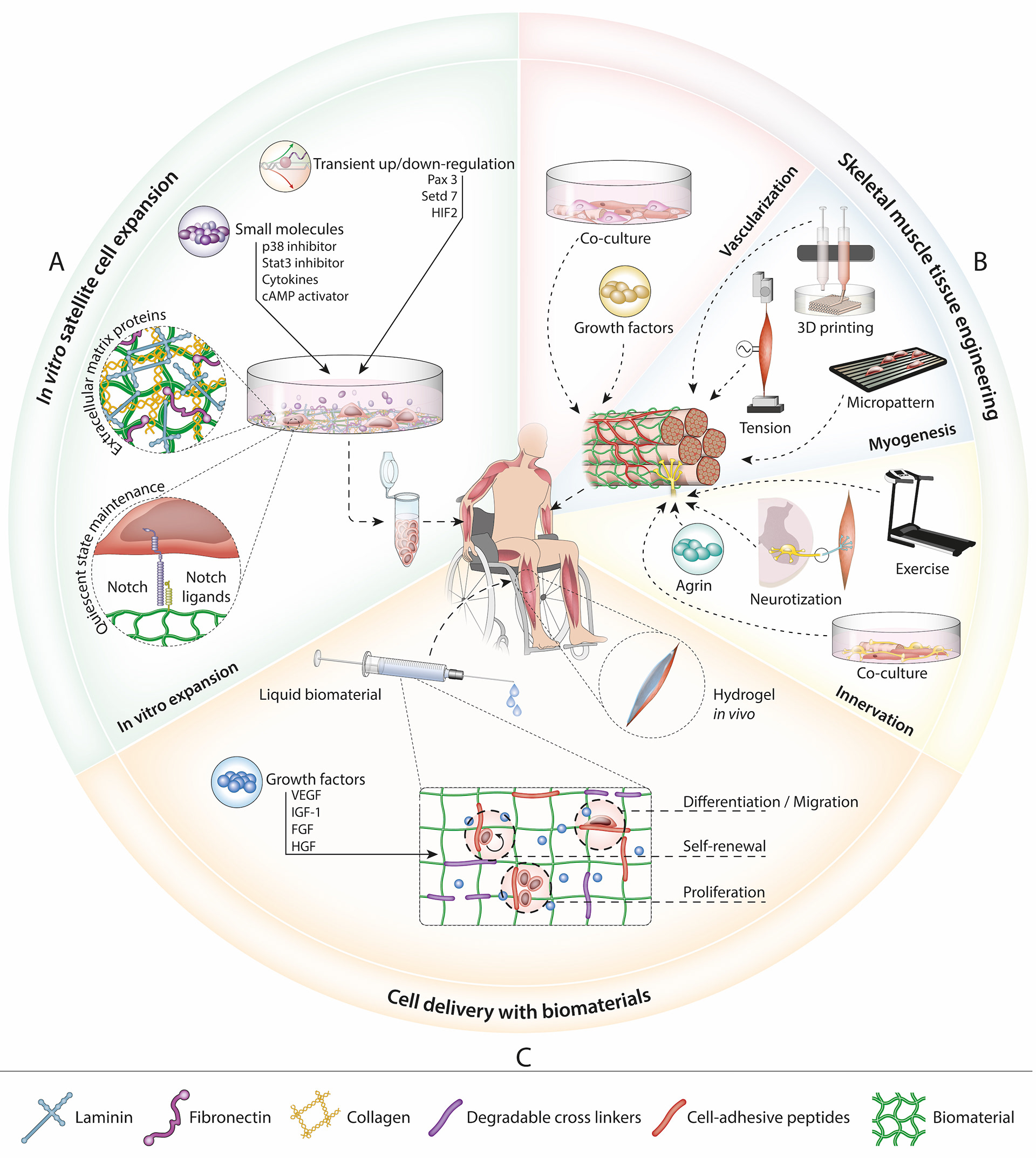 SciArtWork | Picture your science. Scientific illustrations - Publication