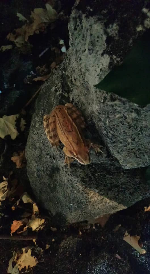 La grenouille agile in situ