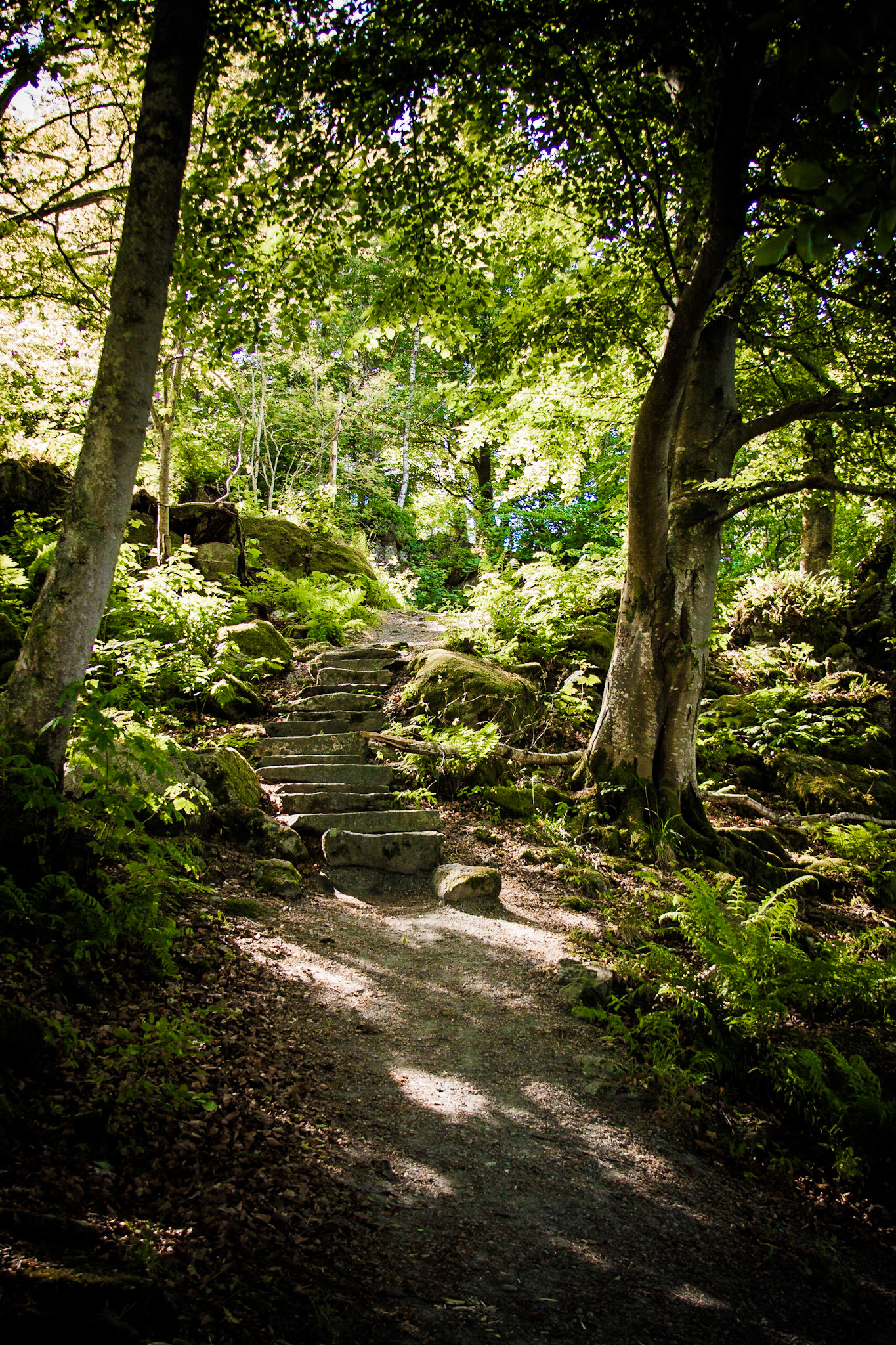 Some stairs in the middle of the forest