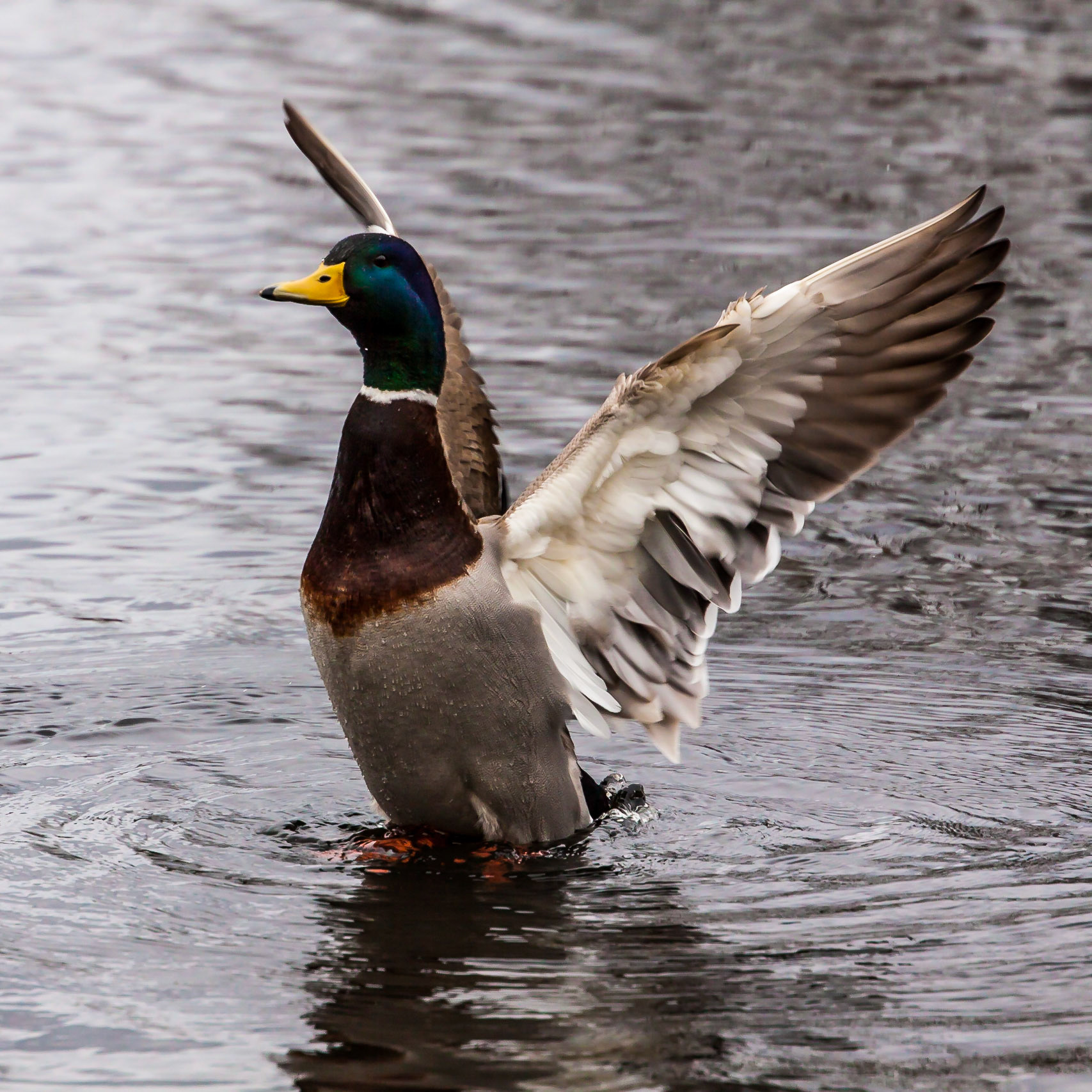 A duck spreading the wings