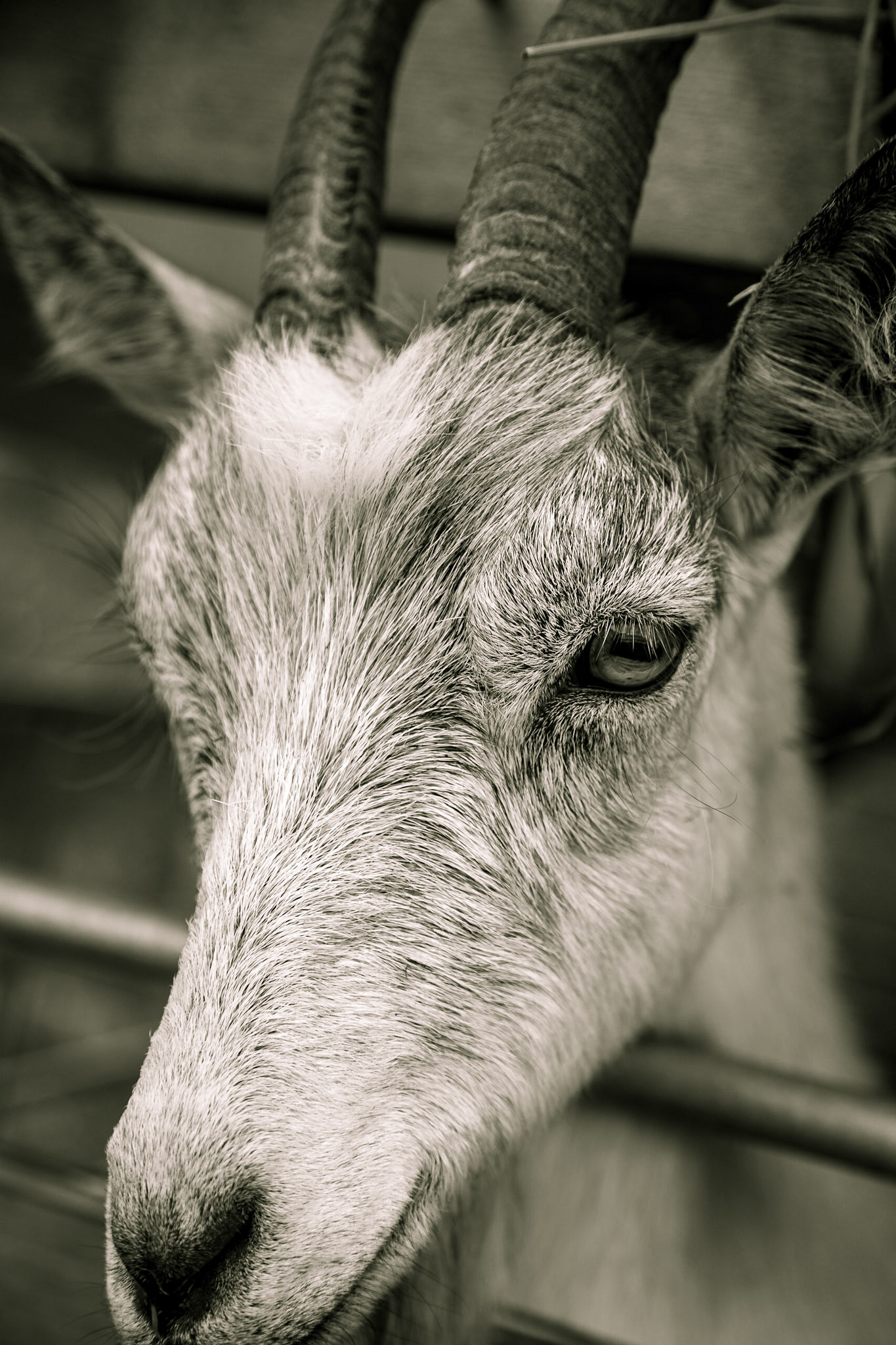 A goat in captivity posing for the photographer