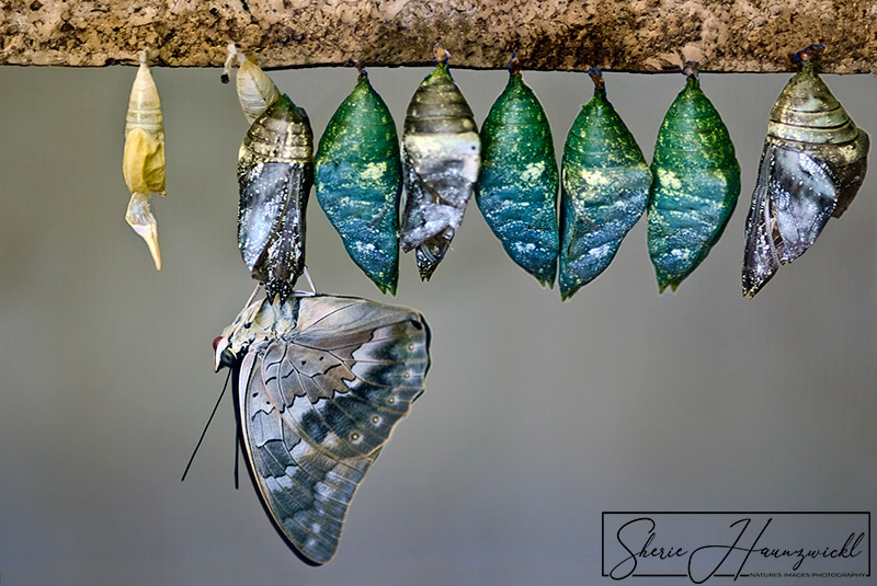 Metamorphose