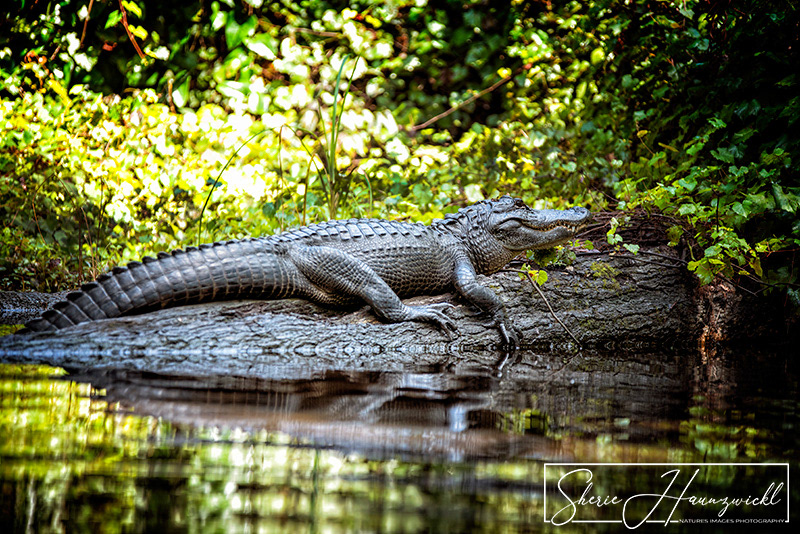 Alligator 3