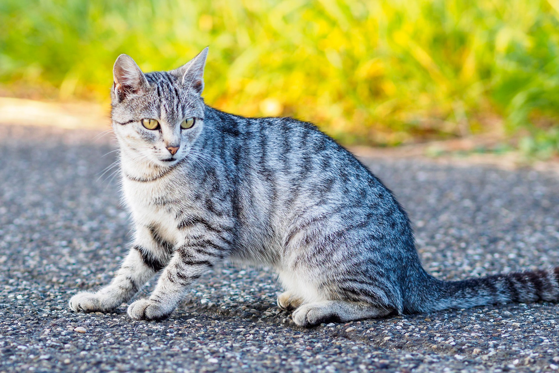 Street cat with white-grey fur pattern looking back