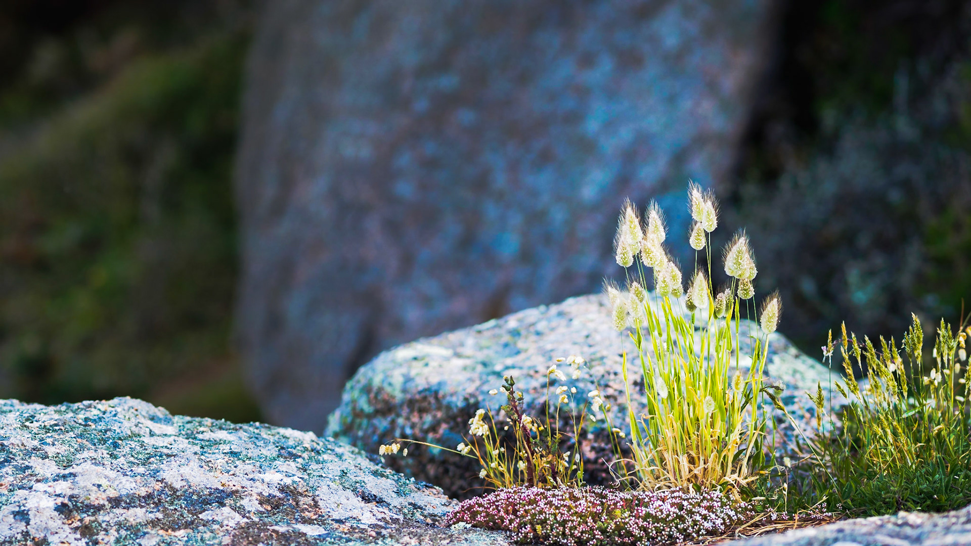 We saw this sort of grass in several places in Bretagne, the heads capture the light so well.
