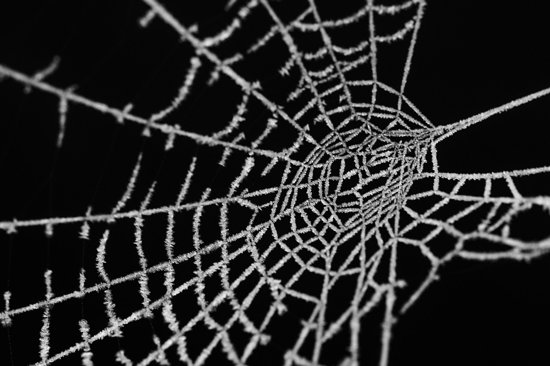 Ice on a spider web III