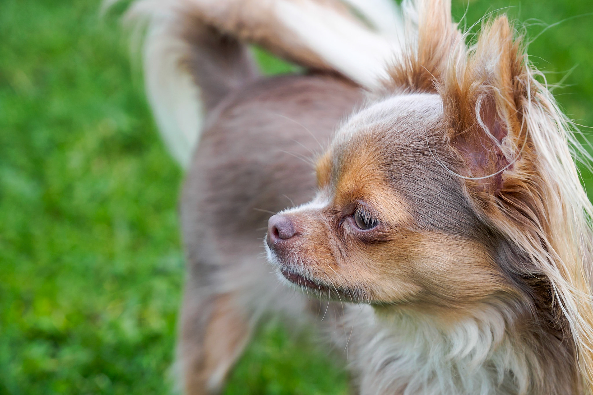 Chihuahua Bowie - Close-up in the garden III