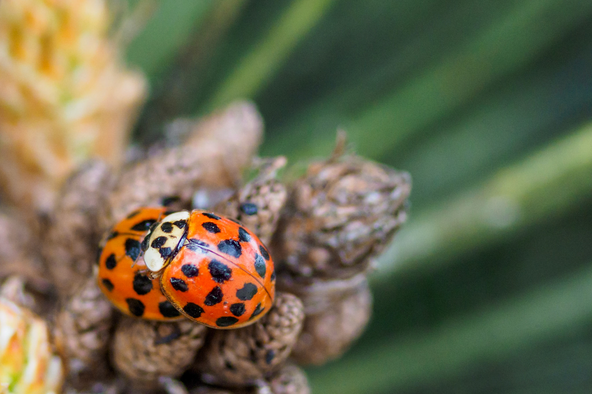 Two ladybugs