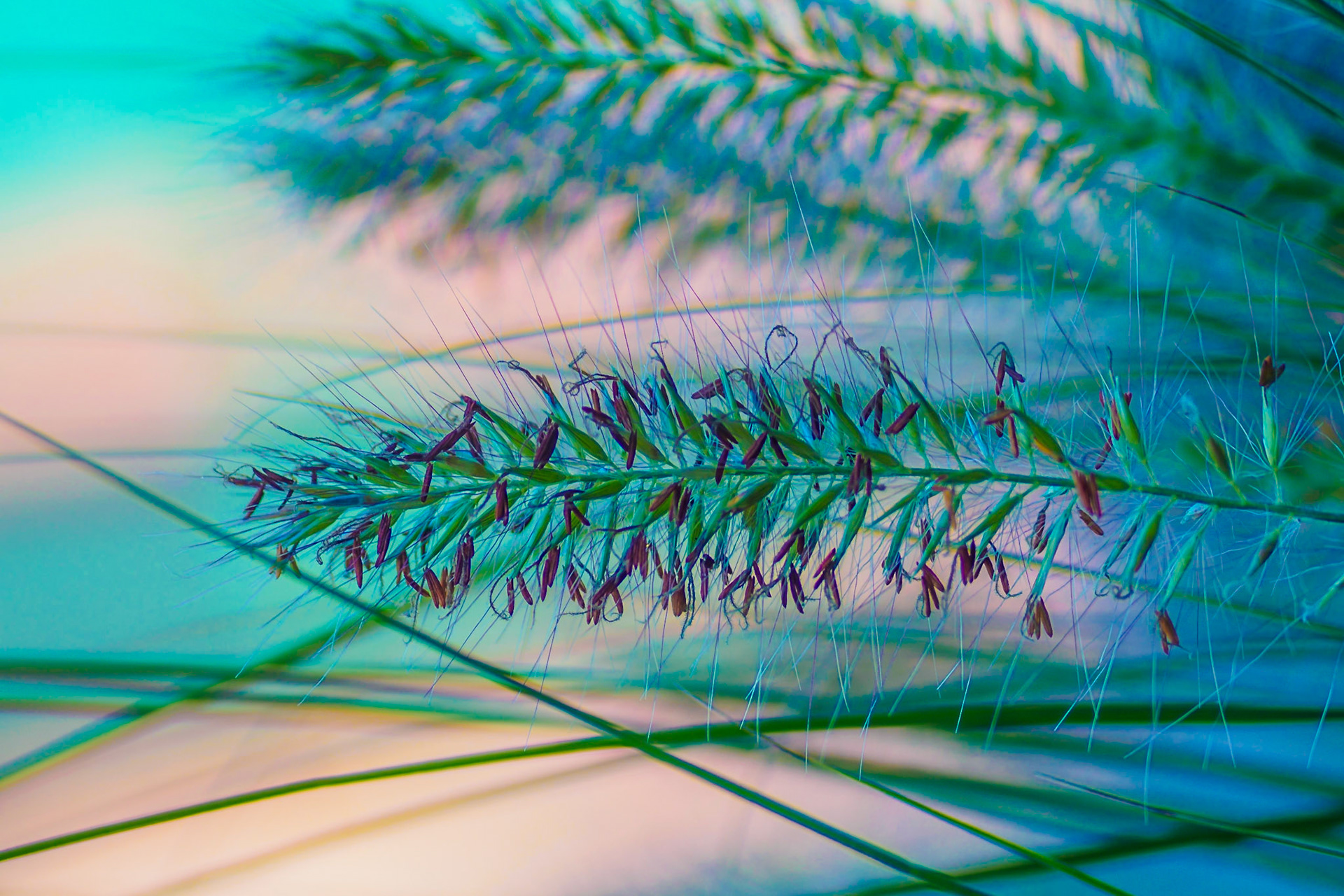Aquamirine hued close-up of fine-haired plant