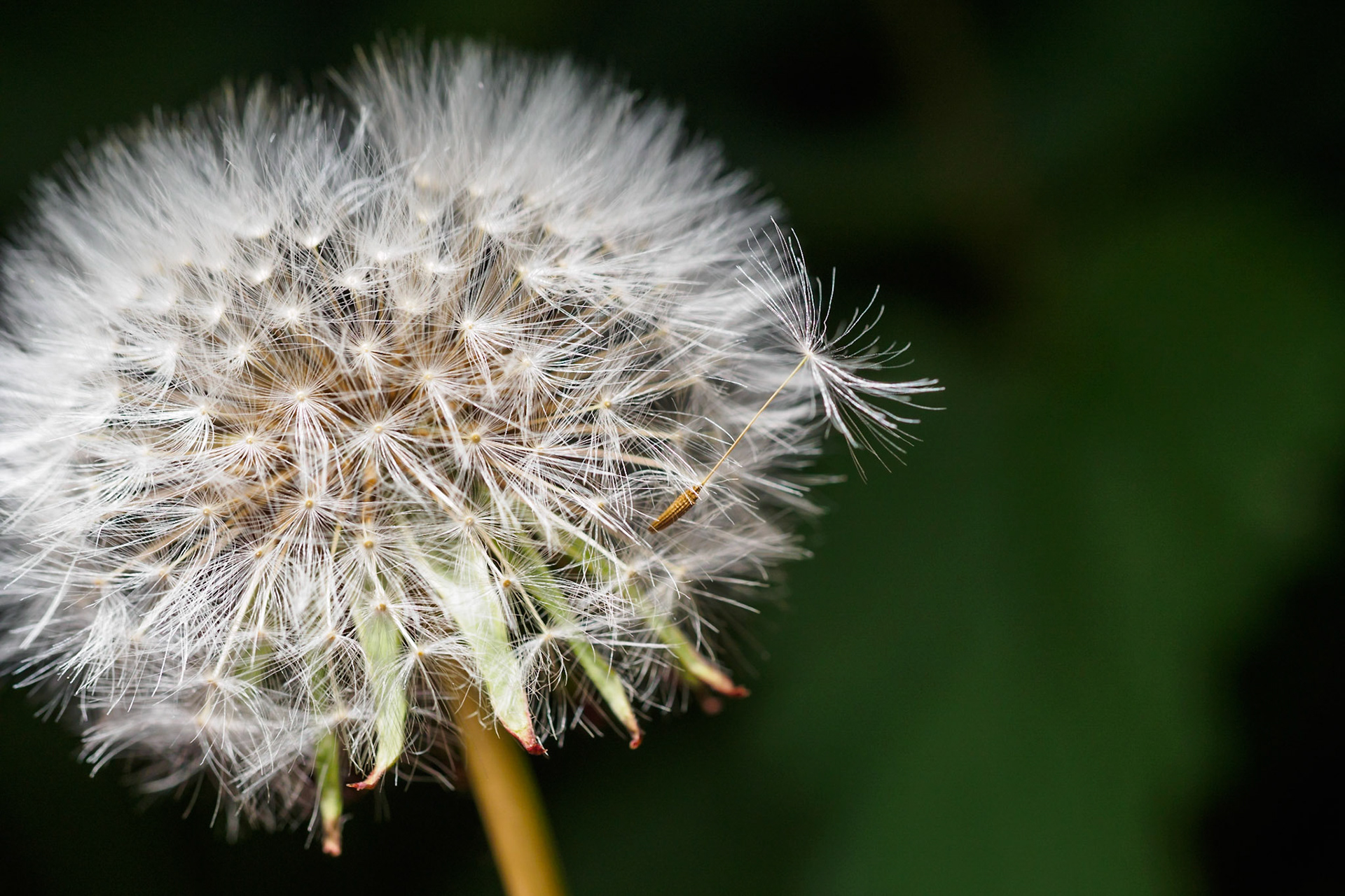Leaving the dandelion II
