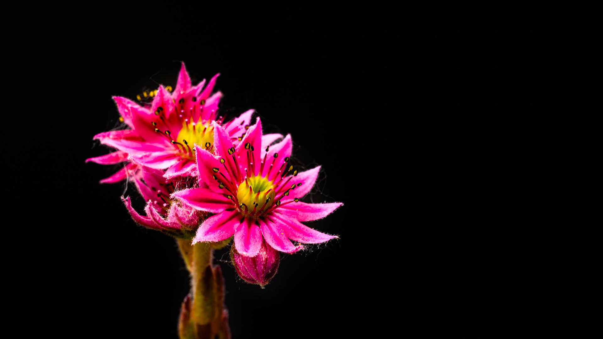 Sempervivum archnoideum flowerheads on black background