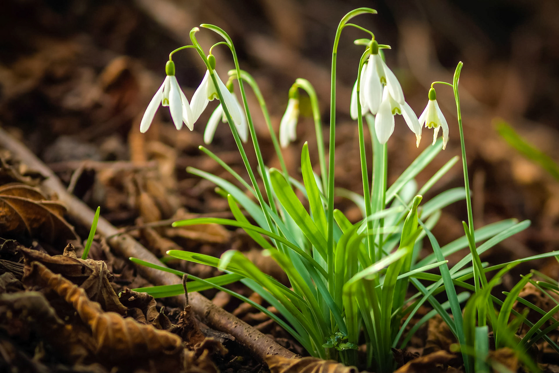 Snowdrops in the sun