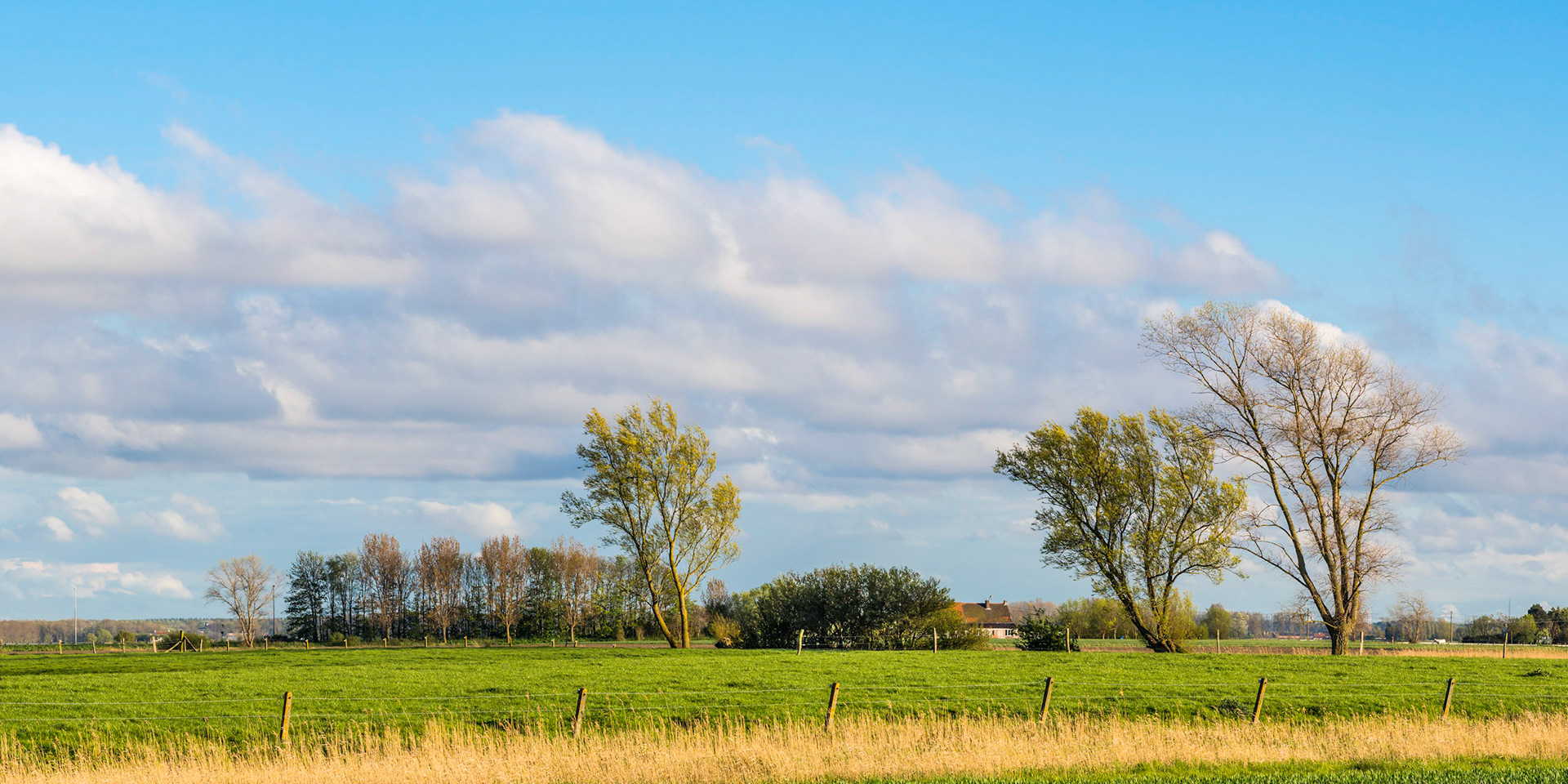 Polder with trees