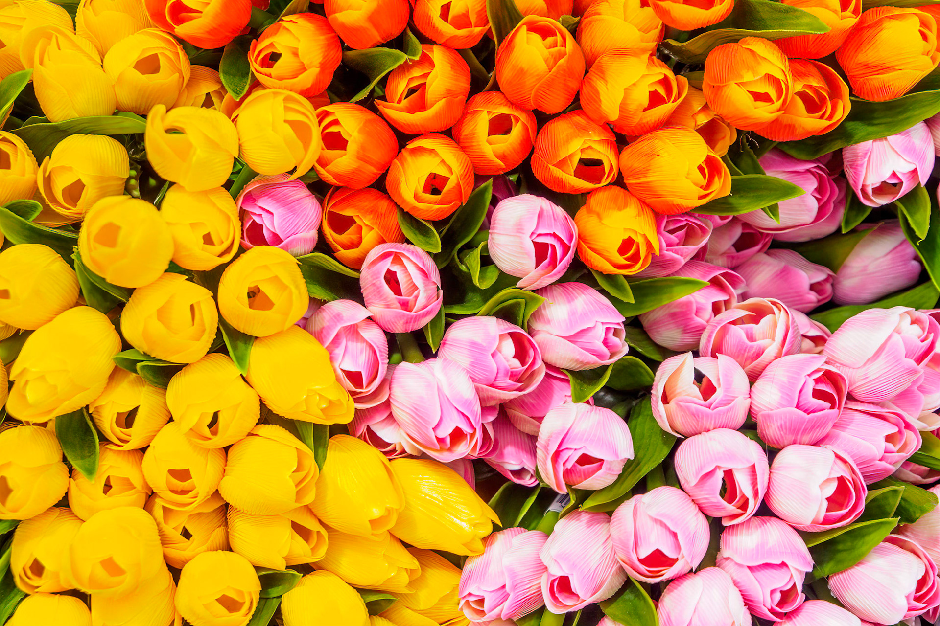 Tulips of Volendam I