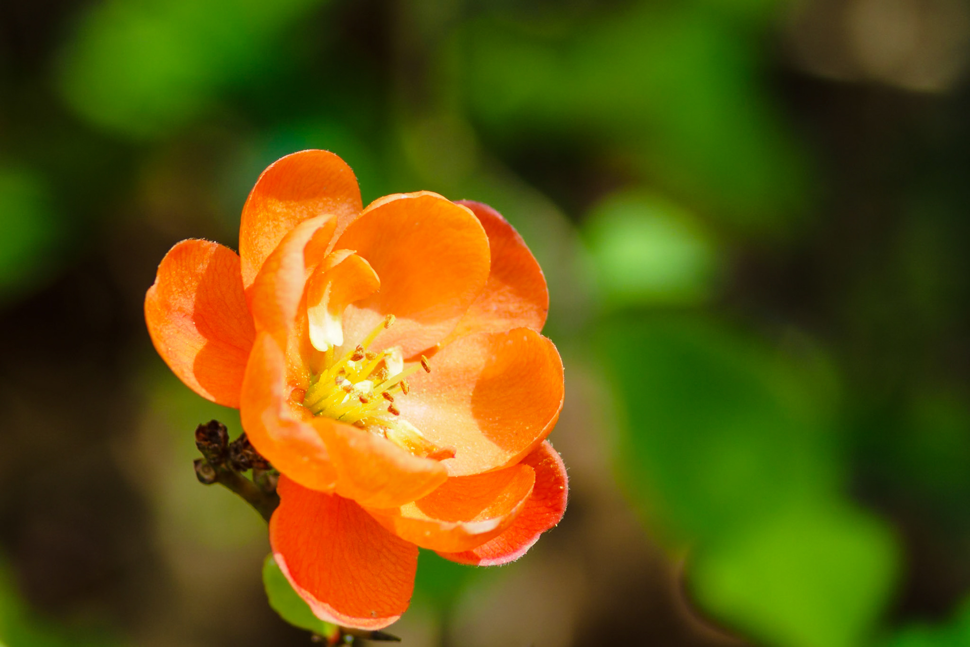Macro - Bright orange petals on deep green background