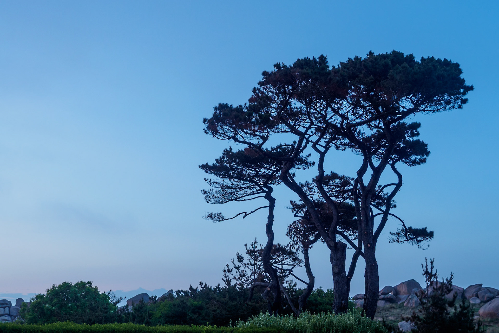 Ploumanach Tree silhouette