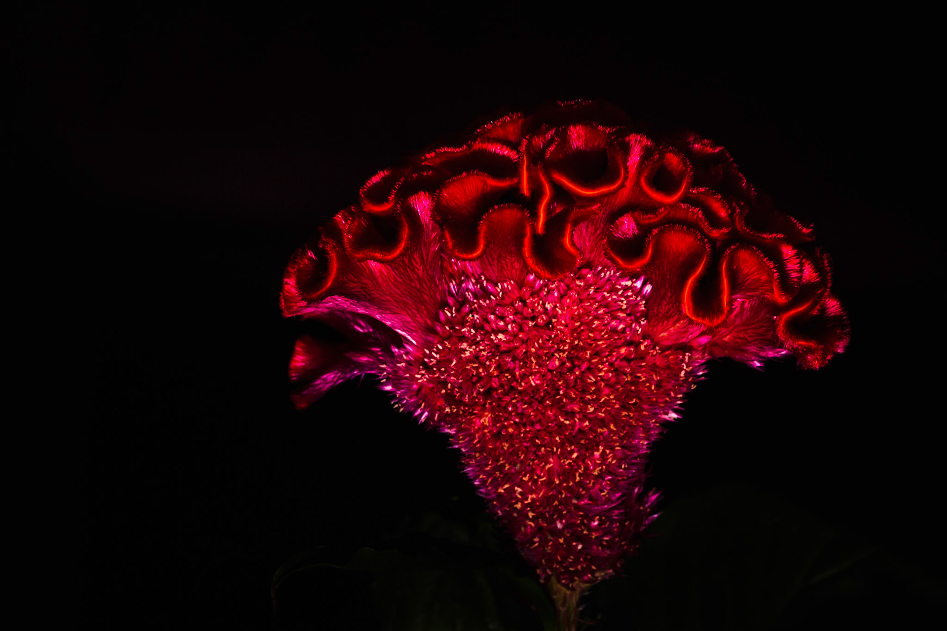 Low-key macro of Celosia argentea cristata II