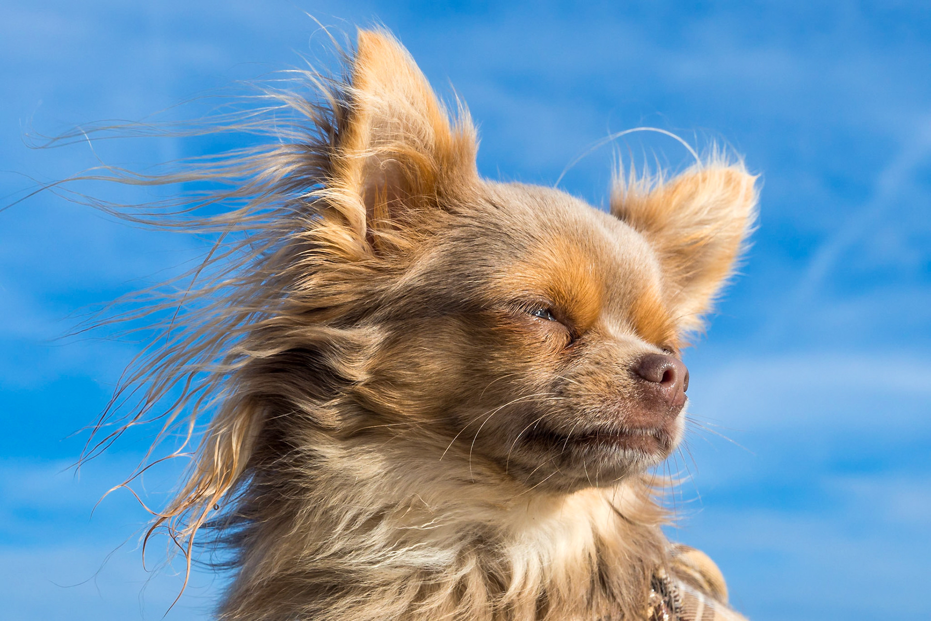 Chihuahua Bowie - Close-up on a blue sky