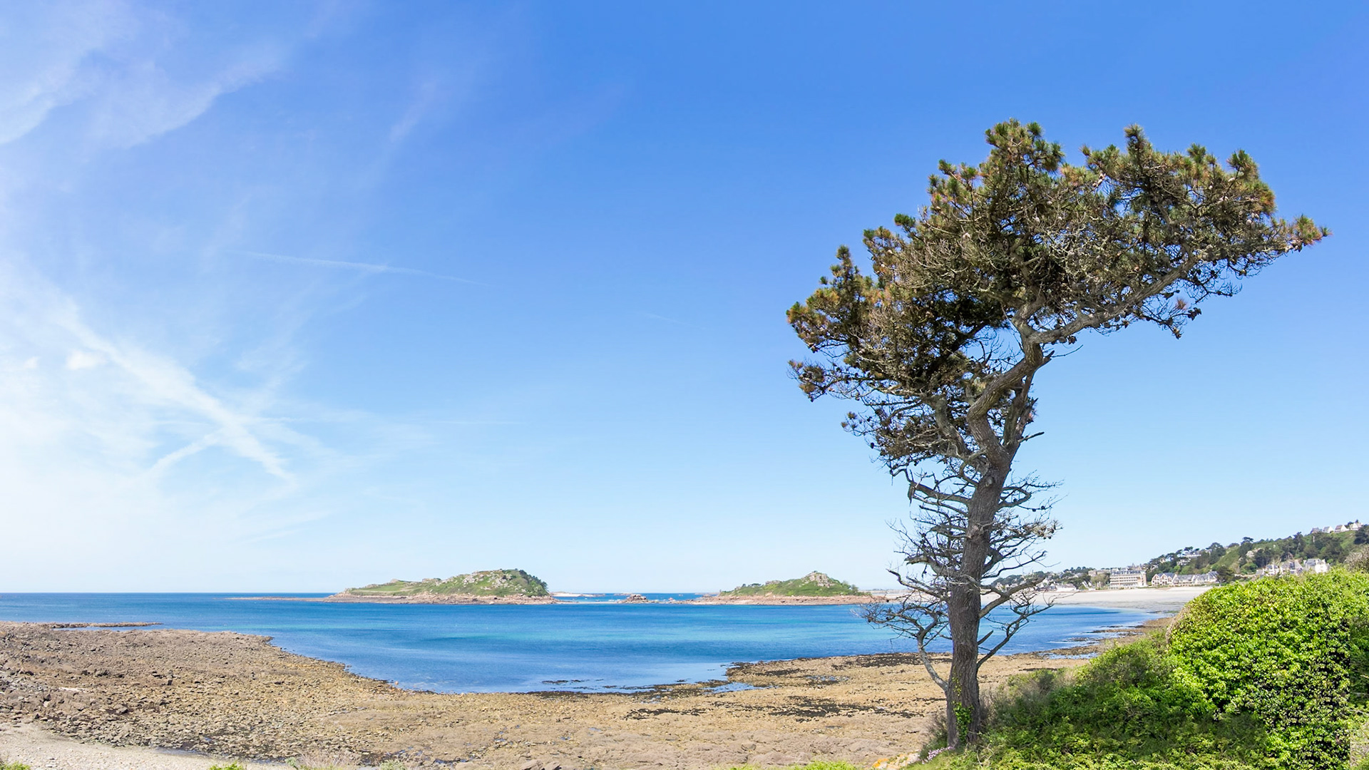 On the small path from Trébeurden beach to Pointe de Bihit, we saw this impressive pine tree, and captured it with Ile Milliau in the background.