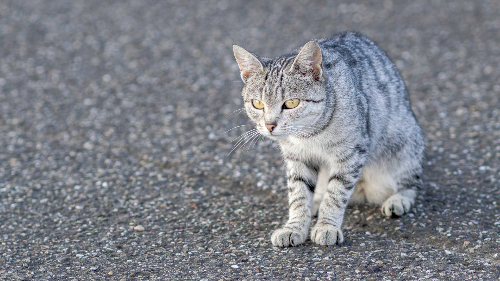 Crouching Street Cat with striped white-gray fur pattern