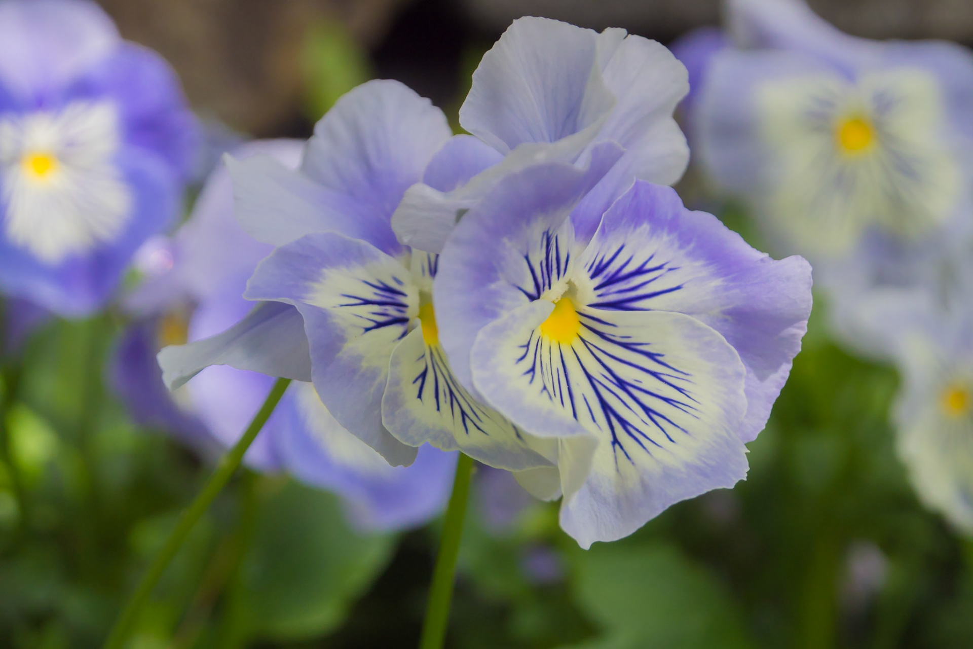 Blue veined violets