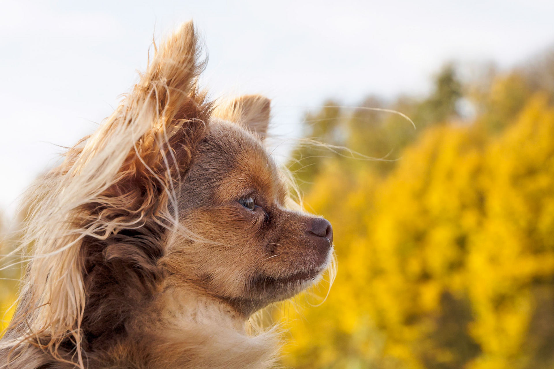 Chihuahua Bowie - Close-up against the wind