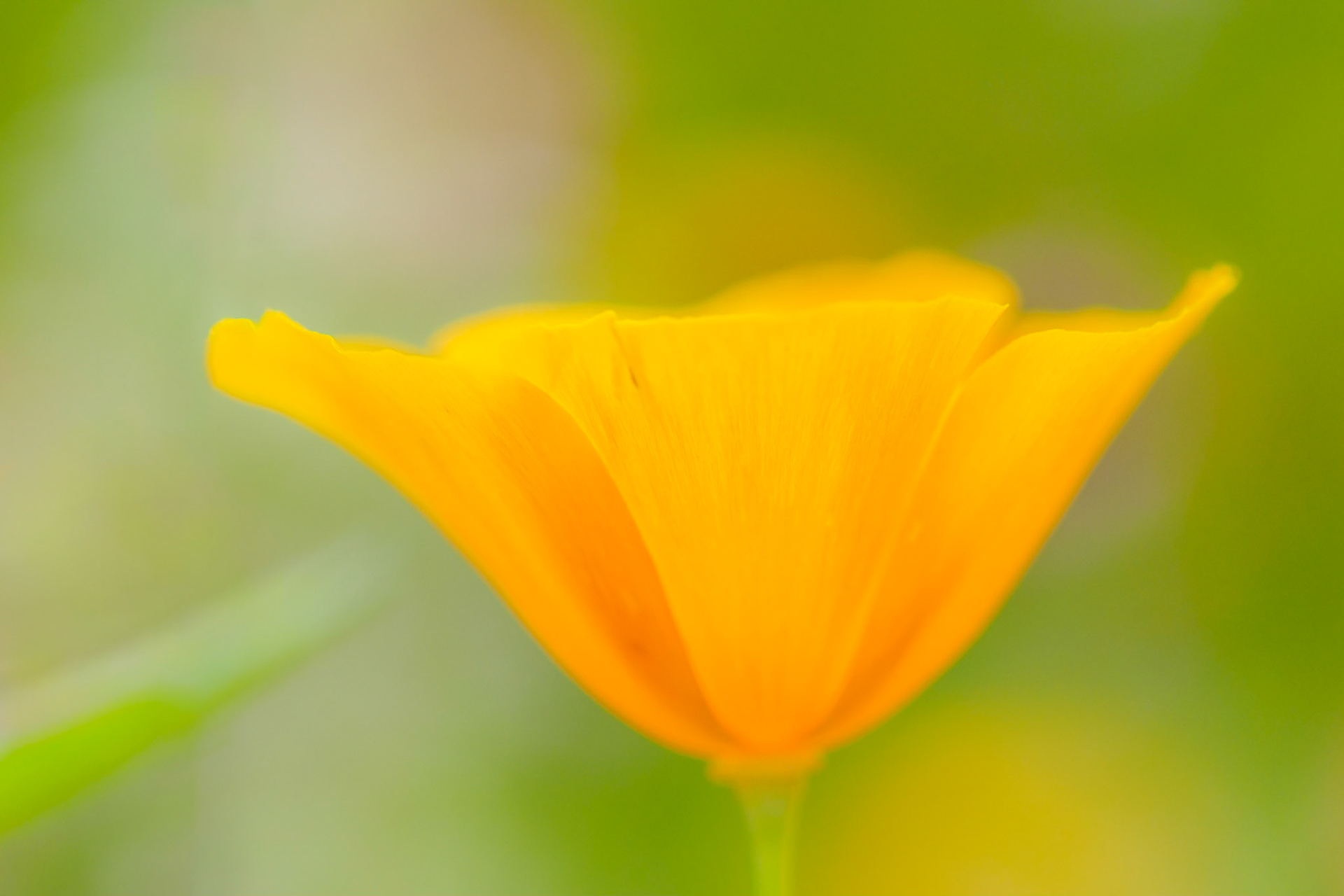 I will catch you softly