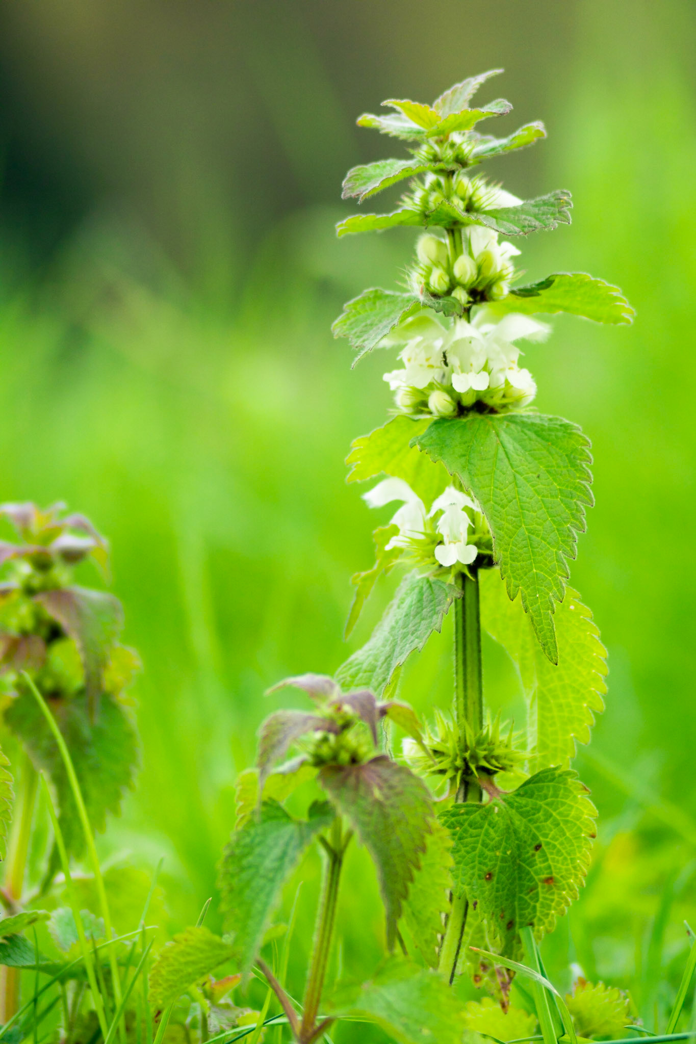 Pano-Macro portrait mode Dovenetel