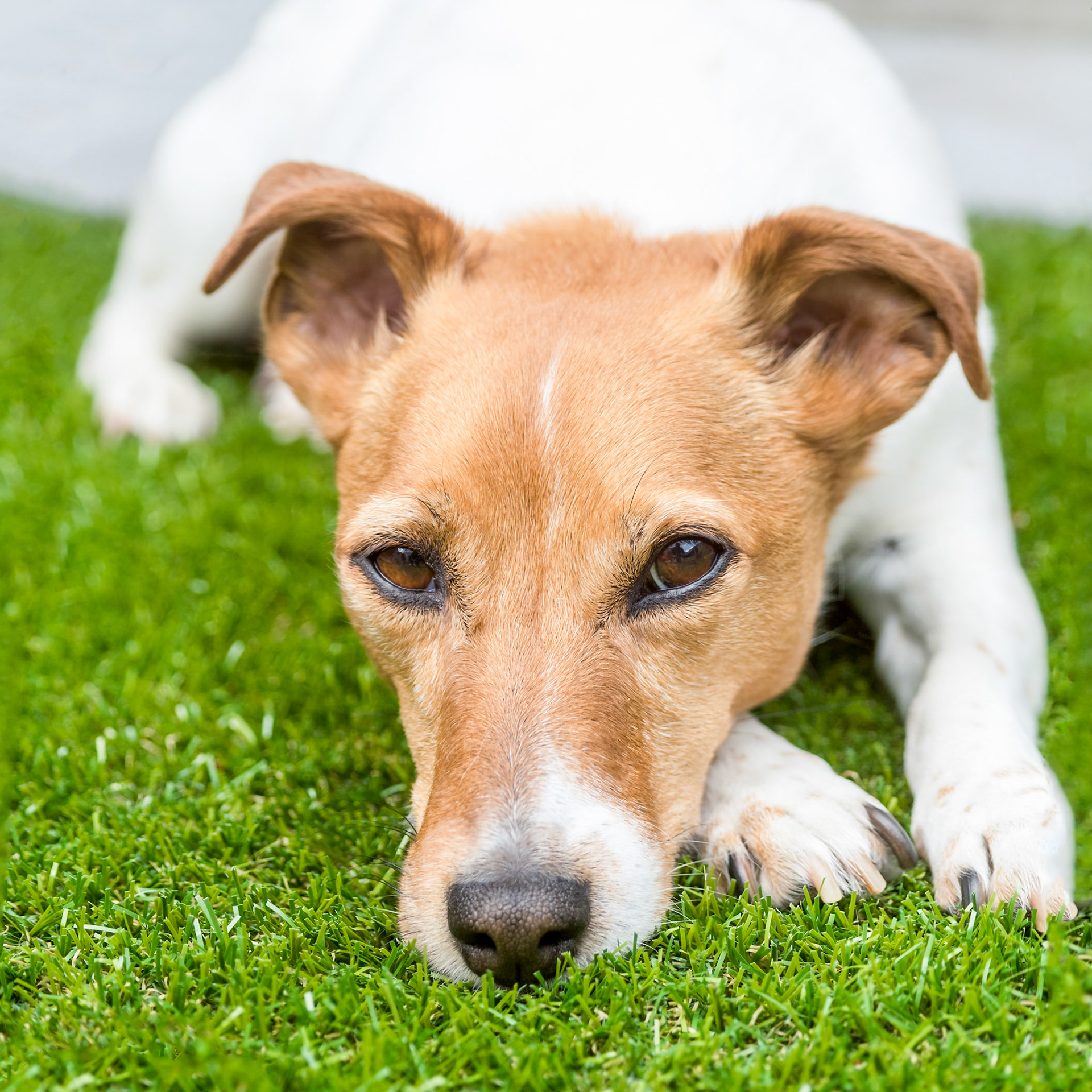 Vorm: 1x1Formaat - 90x90 voor kijkafstand 25 cm- 180x180 voor kijkafstand 50 cm(kleiner kan altijd, pixum maximum is 100 op 100)