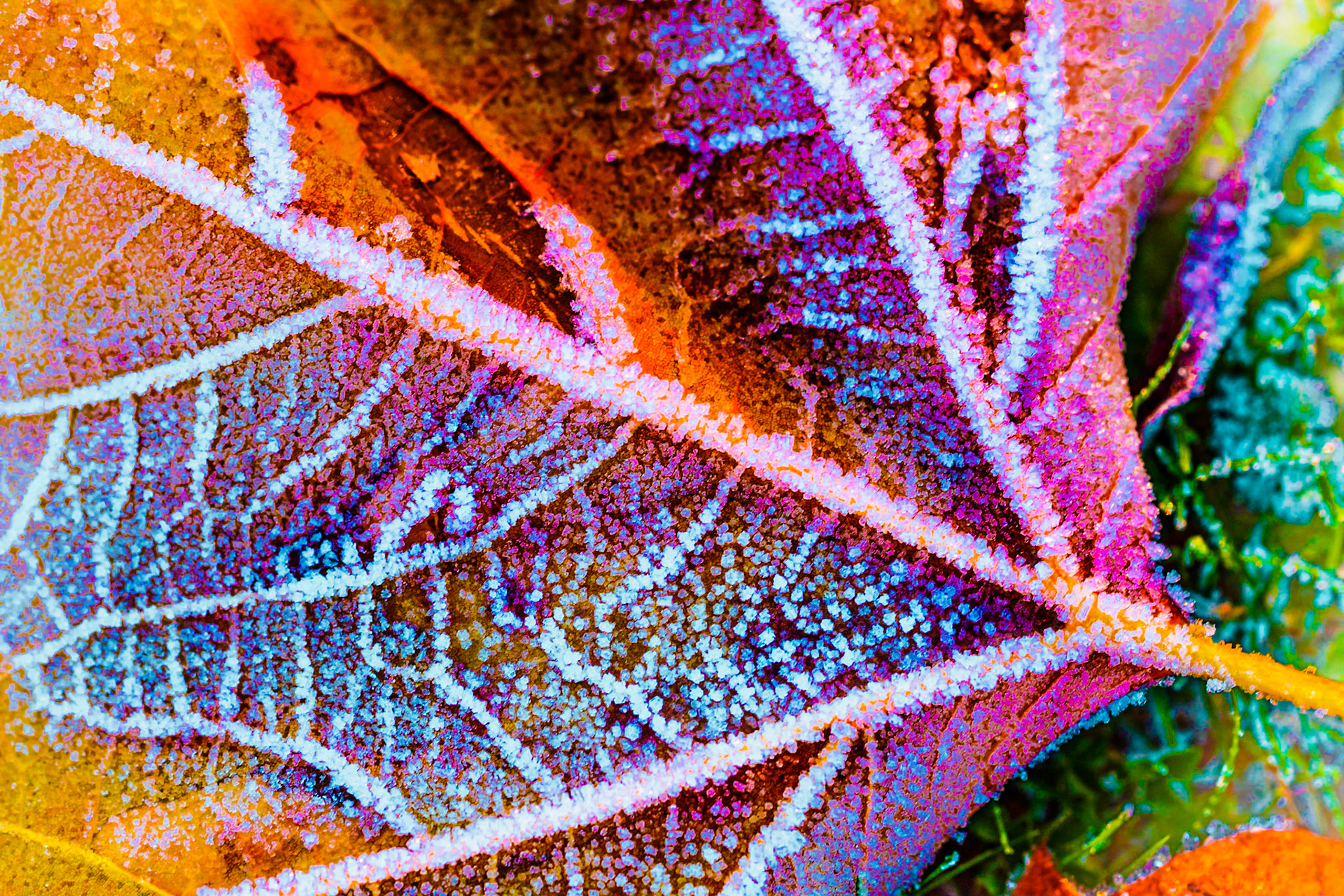 Frozen leafs - orange purplr and aquamarine