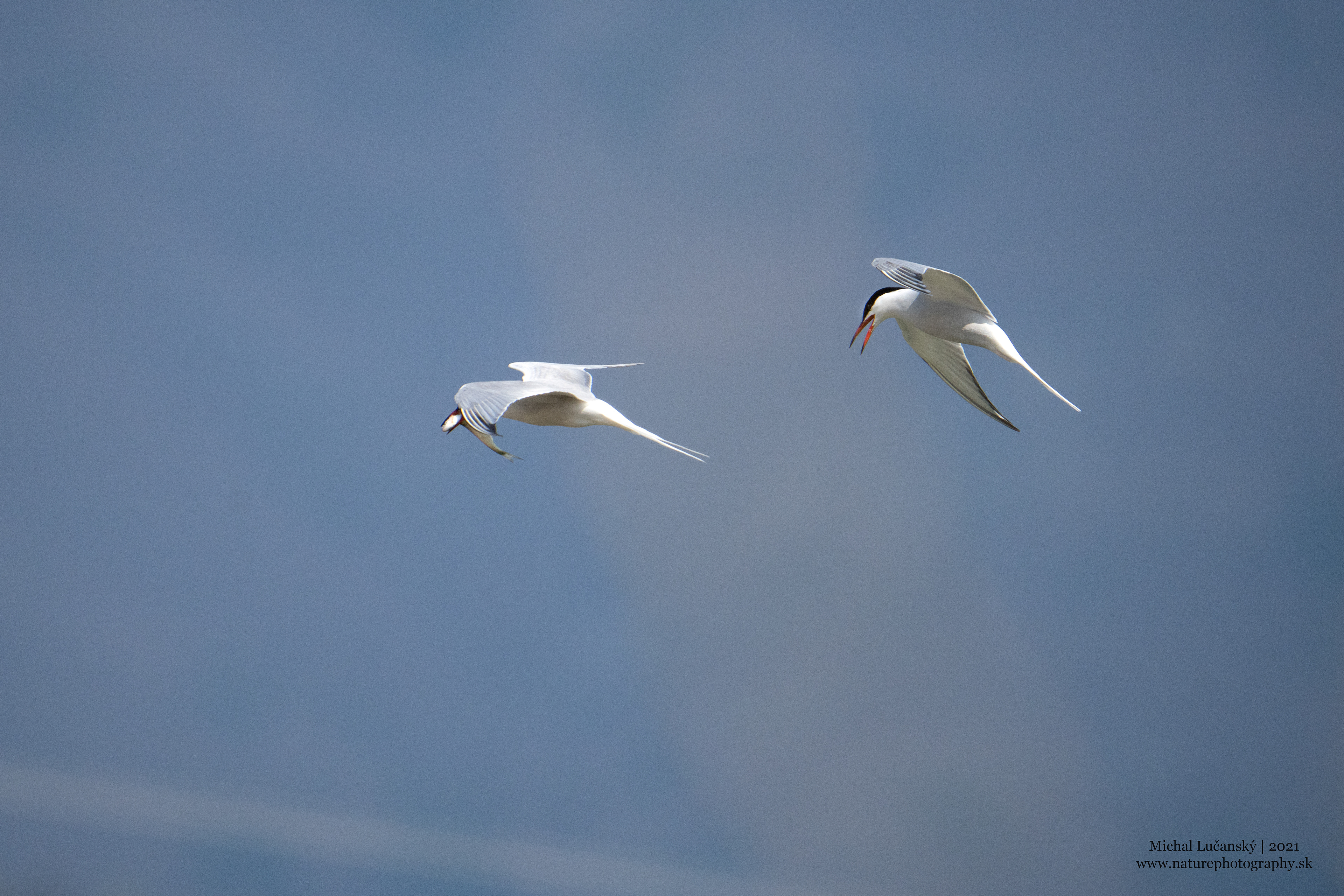 Sony A7R IV + Sony 200-600