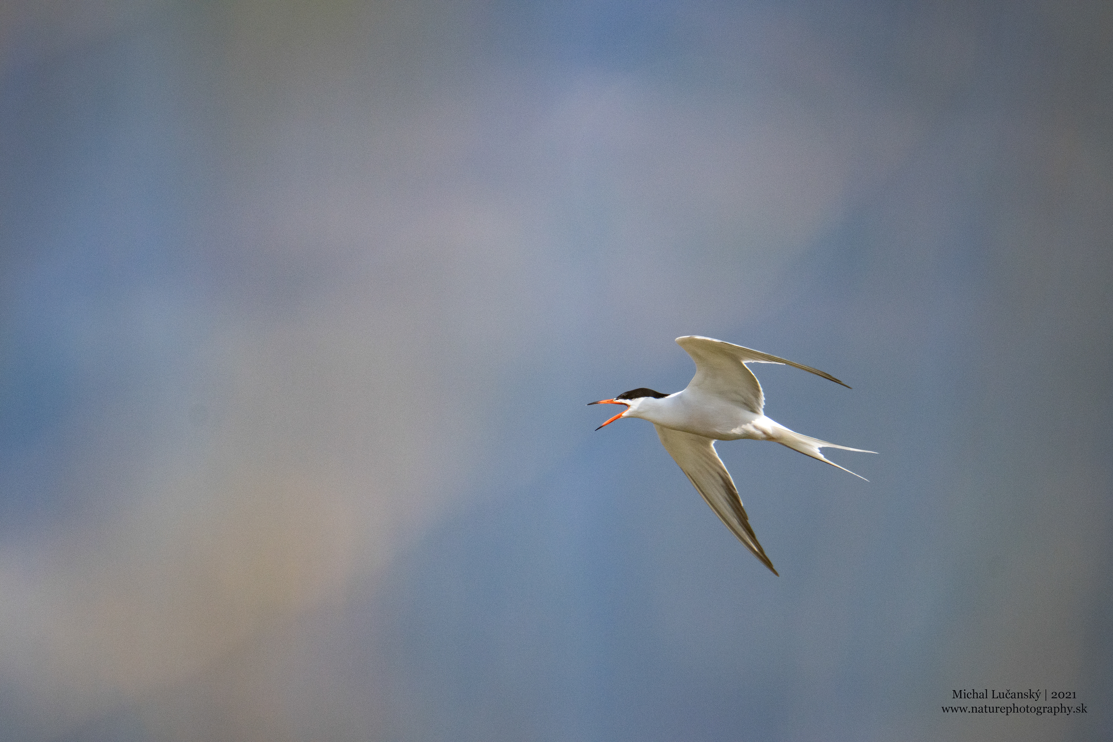 Sony A7R IV + Sony 200-600