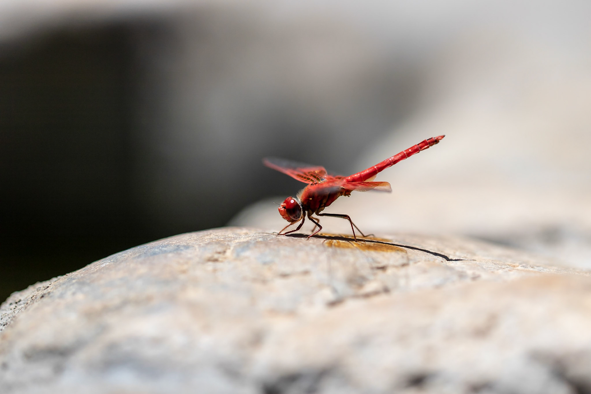 Sympetrum fonscolombii