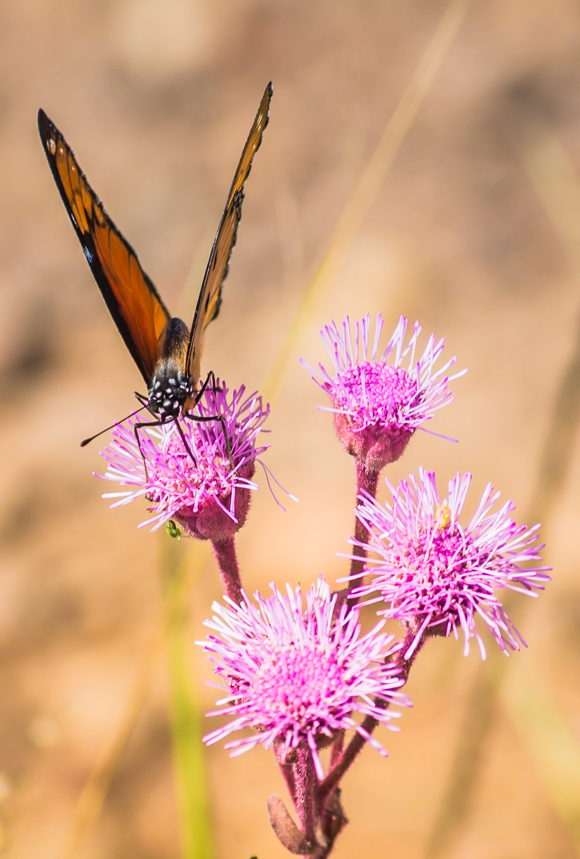Danaus chrysippus