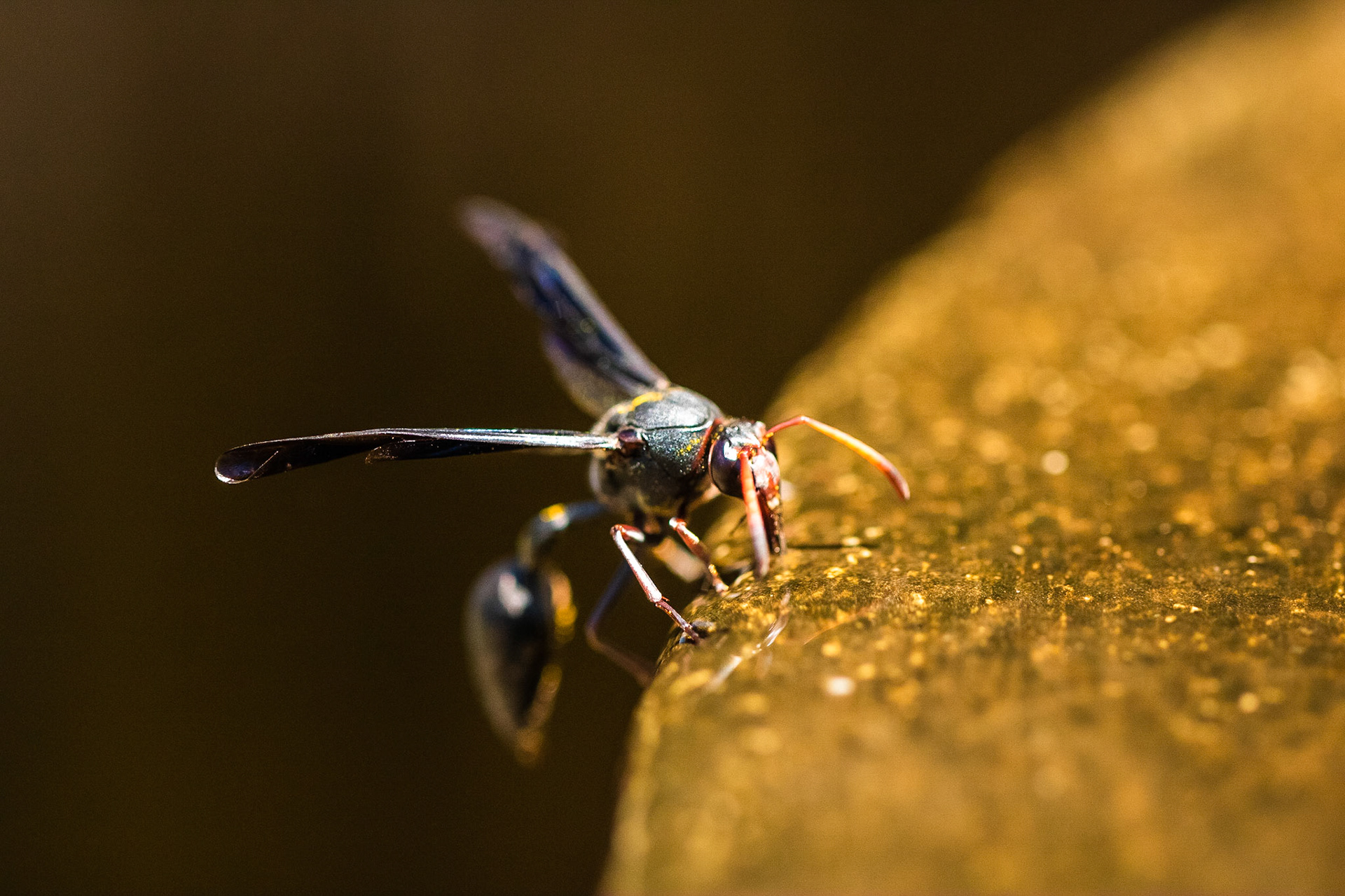 Black Wasp drinking water