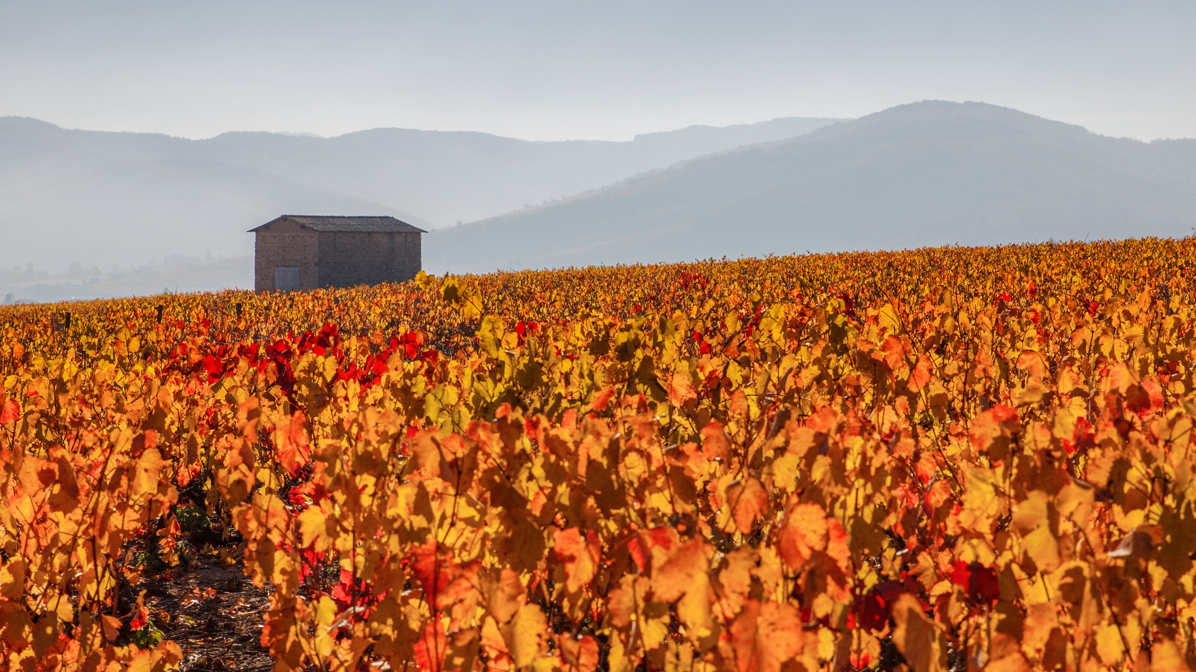 Beaujolais (69)