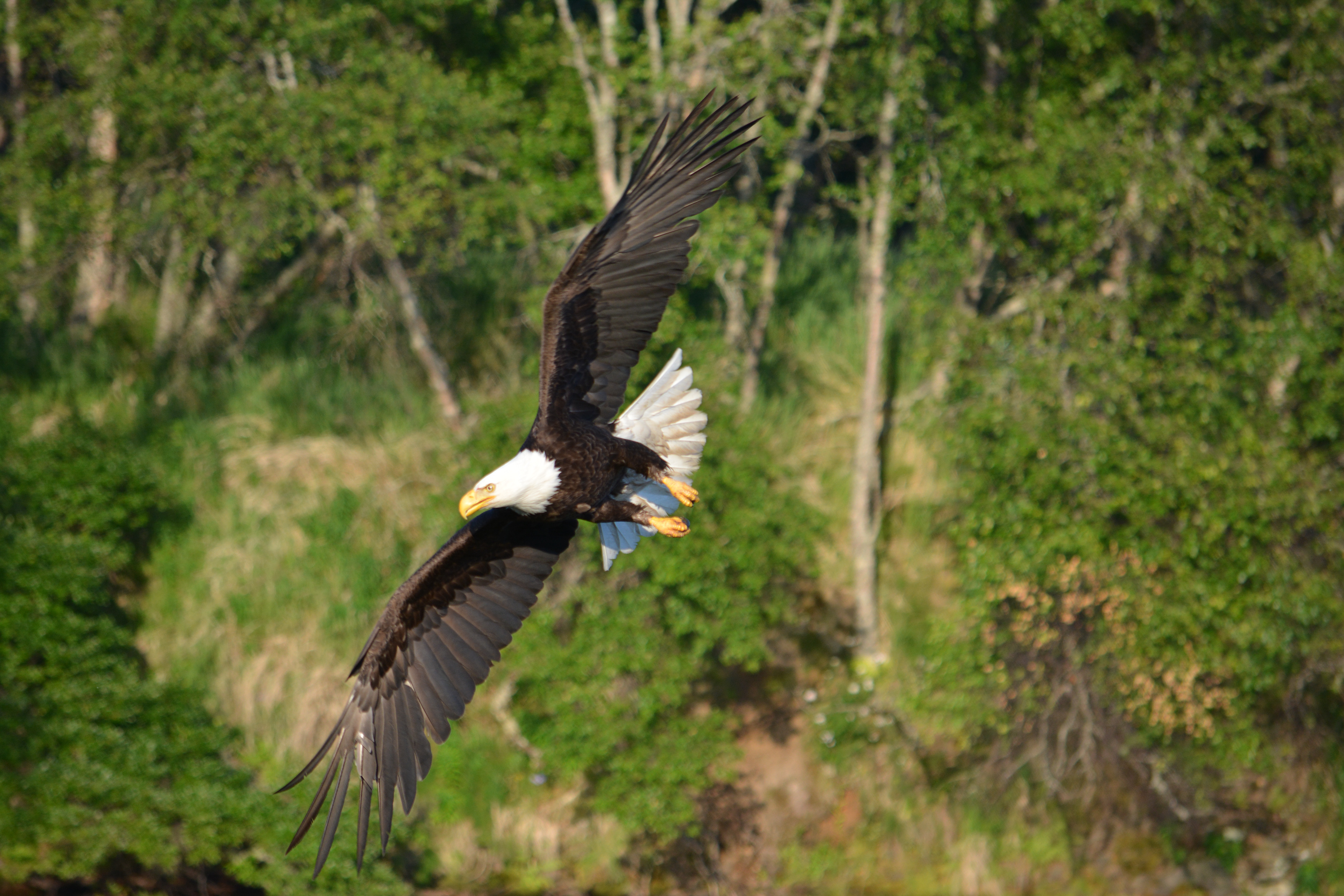 Bald Eagle in flight - Freddie Dyke, 2015-07-03, Katmai National Park Alaska, 1/800s f/5.6 195mm