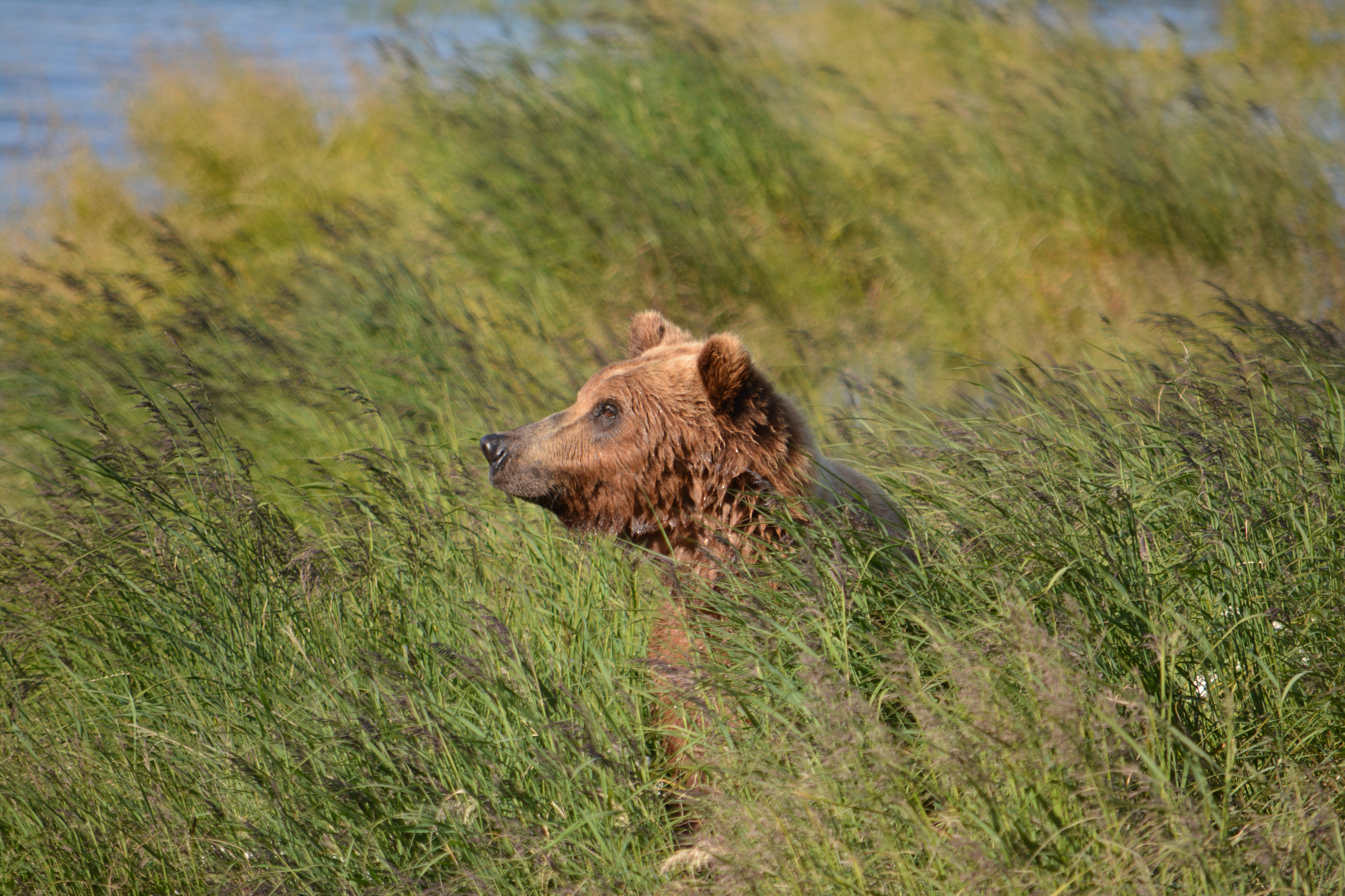 Bear by lower Brooks River - Freddie Dyke, 2015-07-01, Katmai National Park Alaska, 1/800s f/5.6 300mm