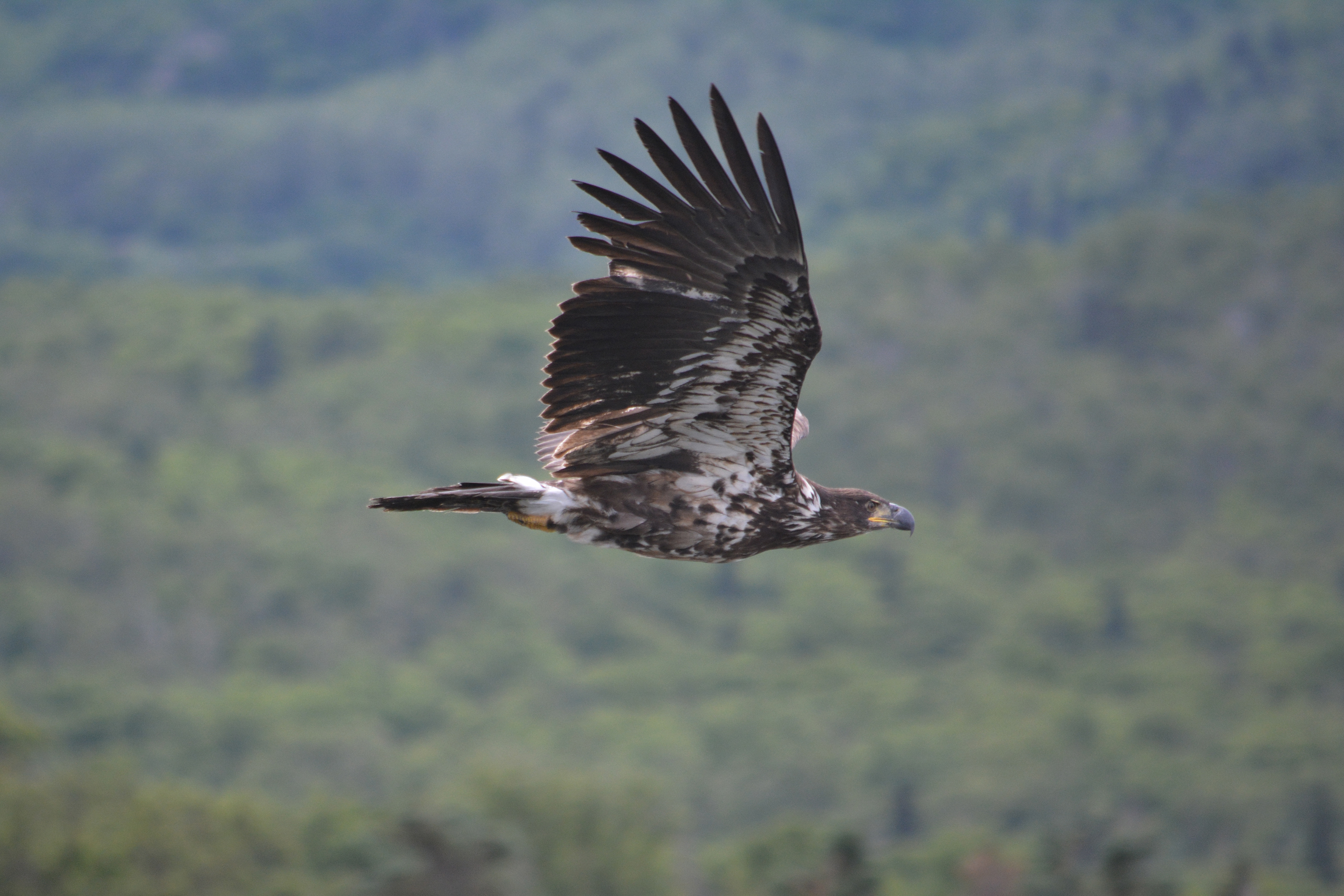 Bald Eagle in flight, juvenile - Freddie Dyke, 2015-07-09, Katmai National Park Alaska, 1/800s f/5.6 300mm
