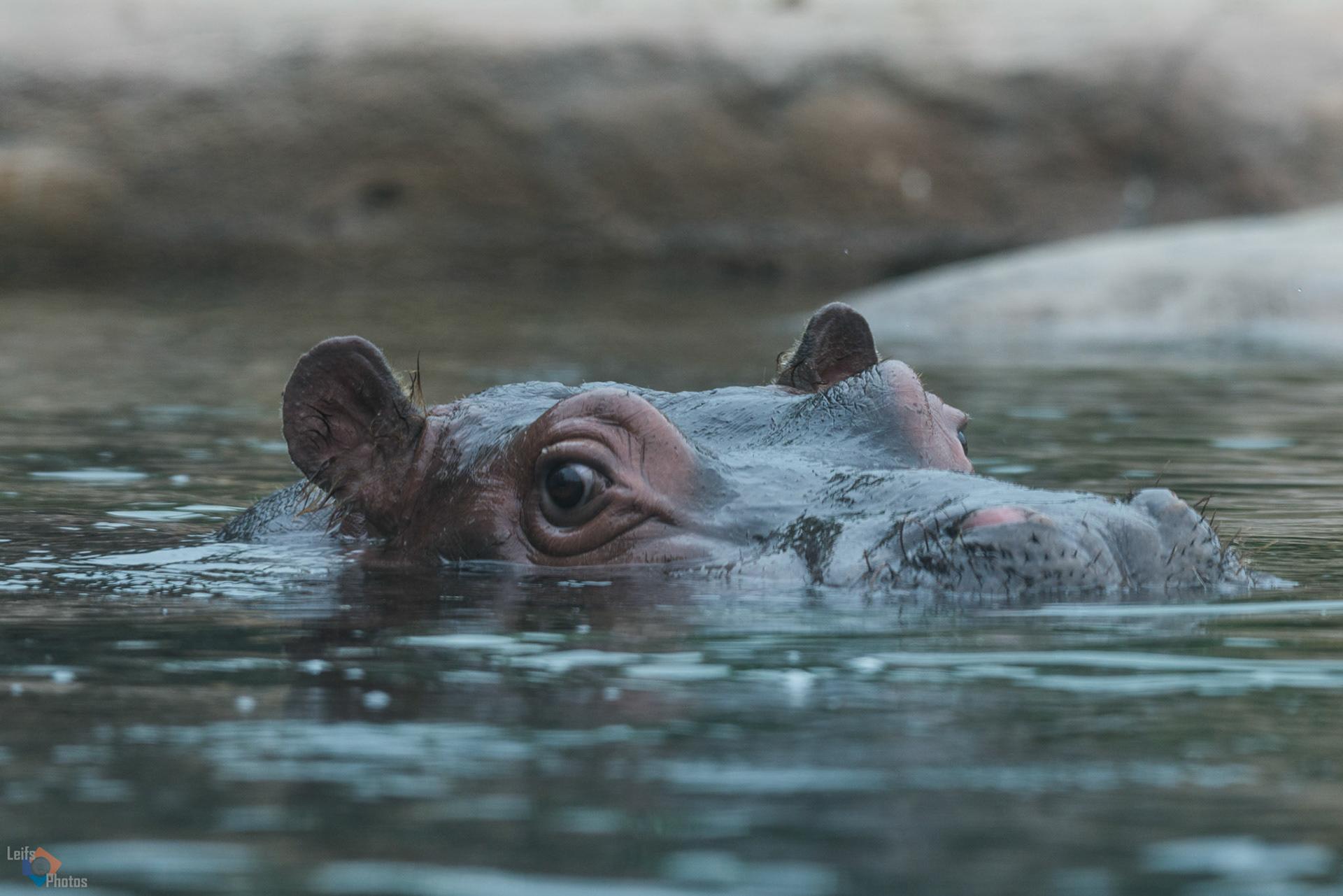 Leifs Photos - Zootiere