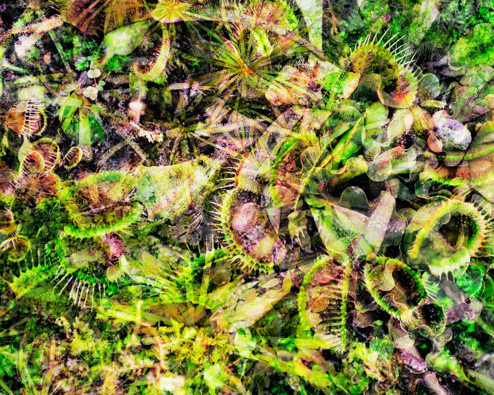 Carnivorous