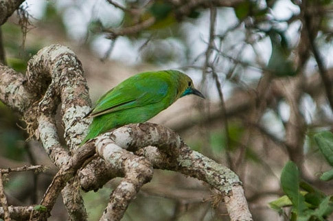 Sri Lanka, Yala National Park