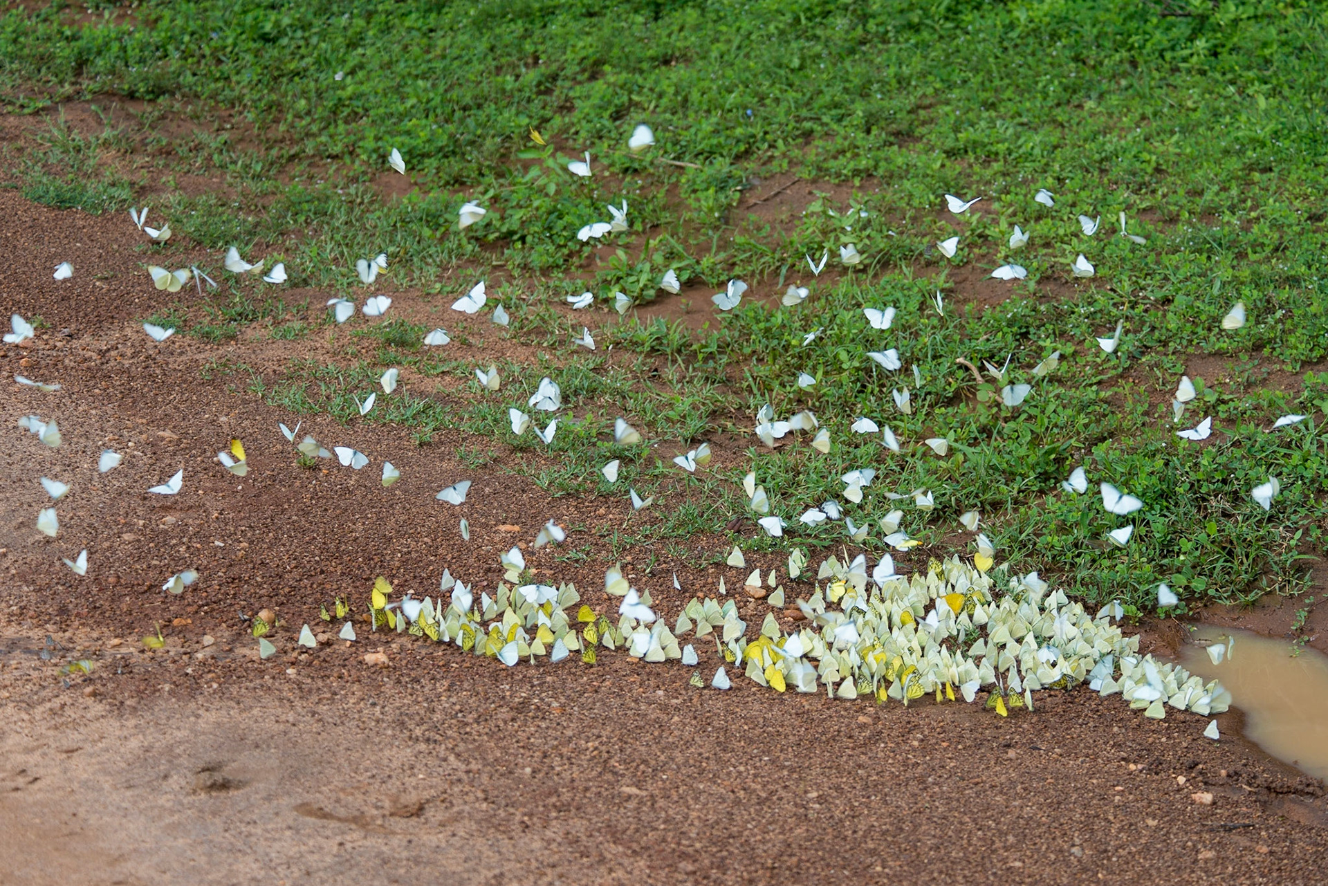Sri Lanka, Yala National Park