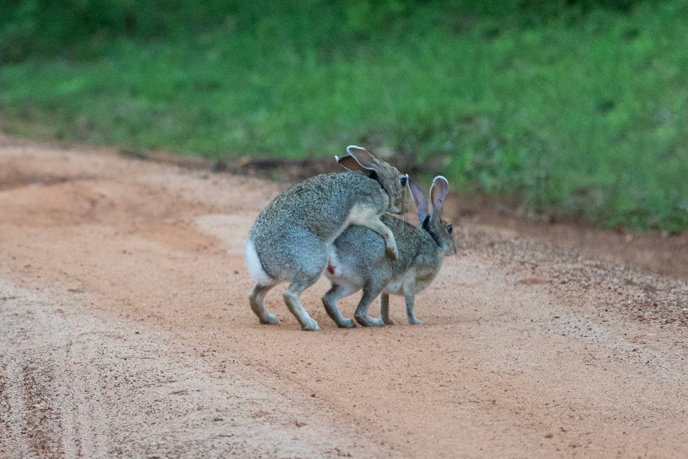 Sri Lanka, Yala National Park