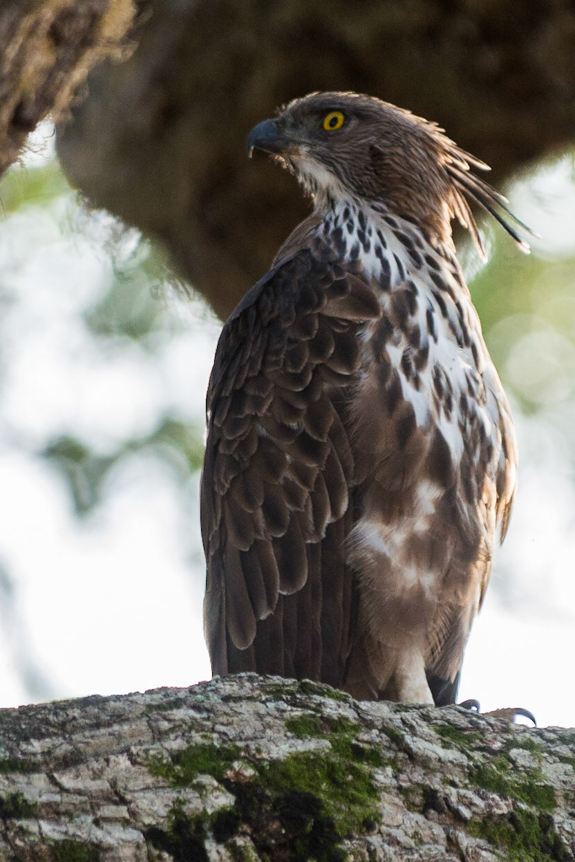 Sri Lanka, Yala National Park