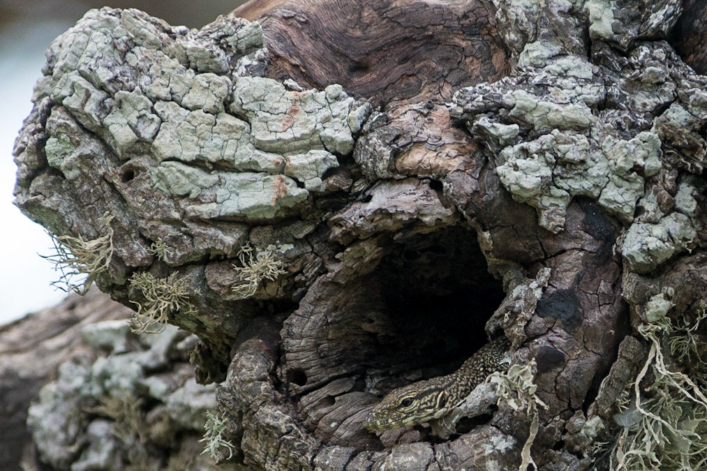 Sri Lanka, Bandala National Park