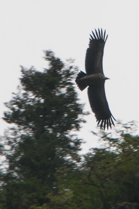 China, Eastern Tibet or Western Sichuan, also krown as Kham,